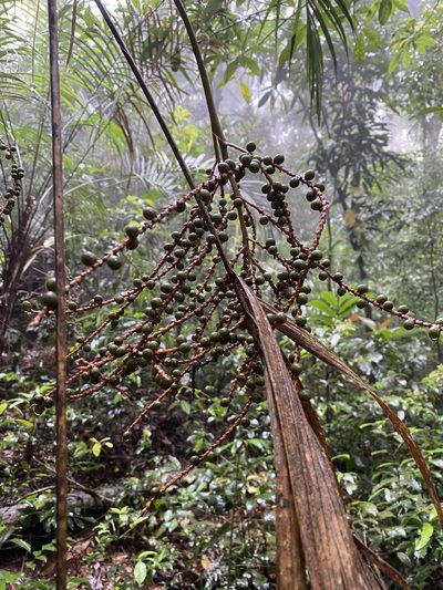 Geonoma schottiana, photographed by Jean-Paul Boerekamps
