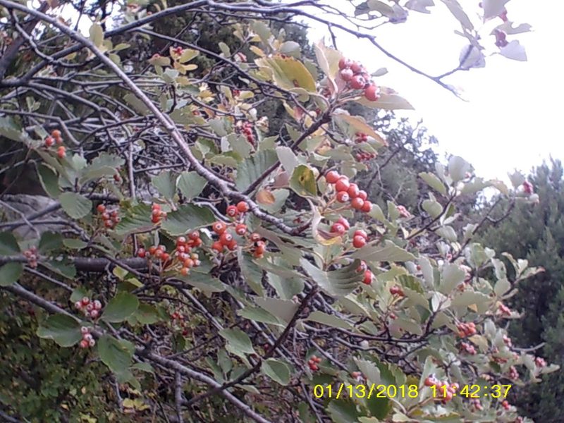 Aria graeca, photographed by Михаил Орлов