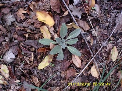 Fibigia clypeata, photographed by Михаил Орлов
