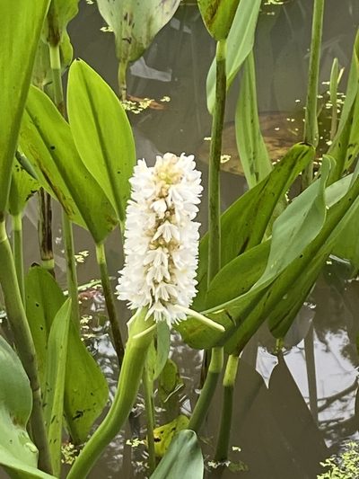 Pontederia reflexa, photographed by Jean-Paul Boerekamps