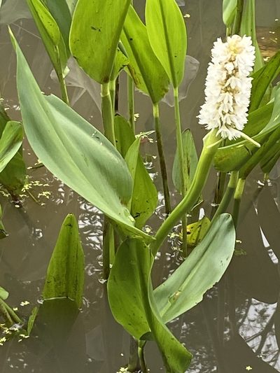 Pontederia reflexa, photographed by Jean-Paul Boerekamps
