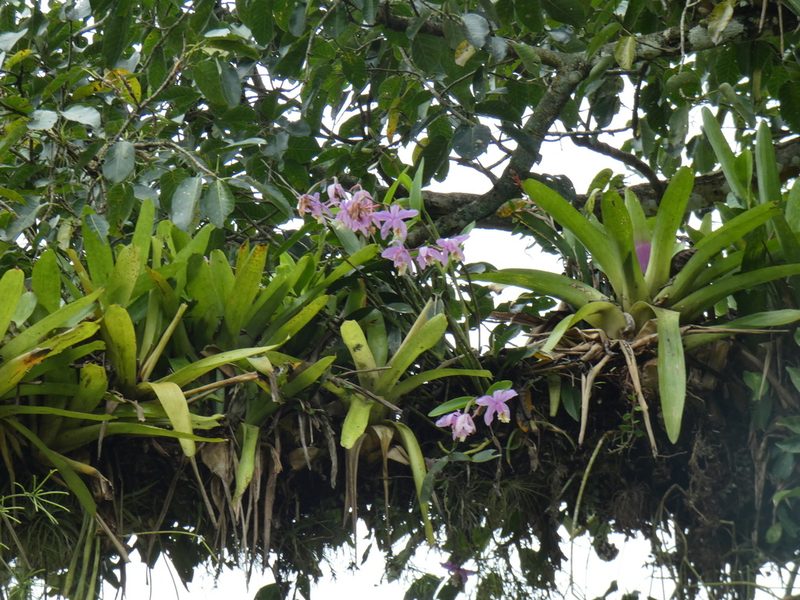Cattleya harrisoniana, photographed by Jean-Paul Boerekamps