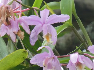 Cattleya harrisoniana, photographed by Jean-Paul Boerekamps