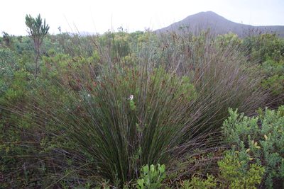 Thamnochortus erectus, photographed by Tony Rebelo