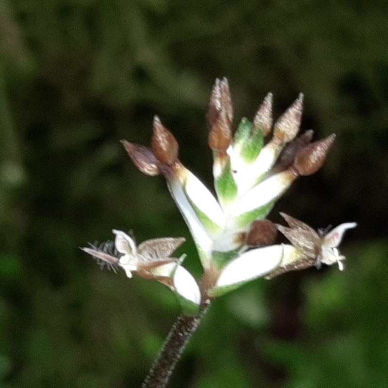 Cranichis wageneri, photographed by Arthur de Jesús Chavarría Pérez