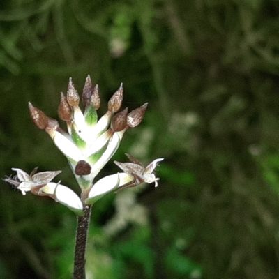 Cranichis wageneri, photographed by Arthur de Jesús Chavarría Pérez