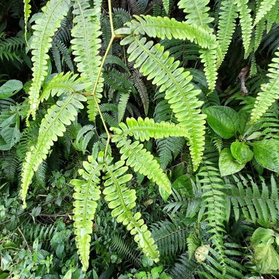Gleichenella pectinata, photographed by Arthur de Jesús Chavarría Pérez