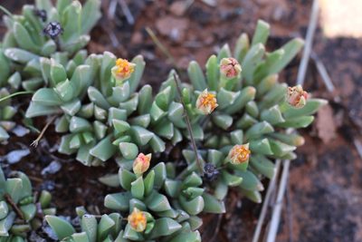 Chasmatophyllum musculinum, photographed by Ricus Nel