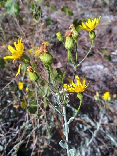 Chrysopsis floridana, photographed by Scott Ward