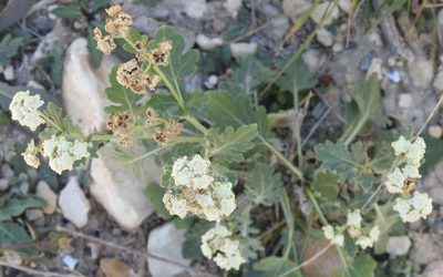 Parthenium confertum, photographed by saltyhiker