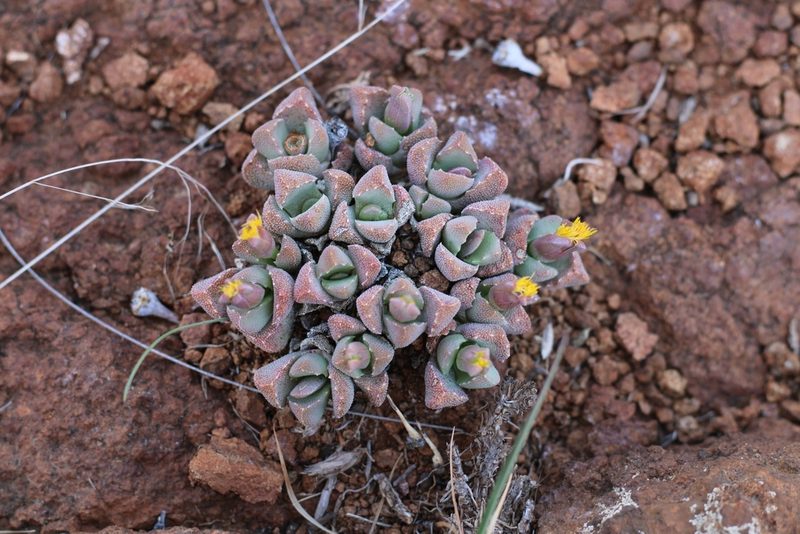 Stomatium braunsii, photographed by Ricus Nel