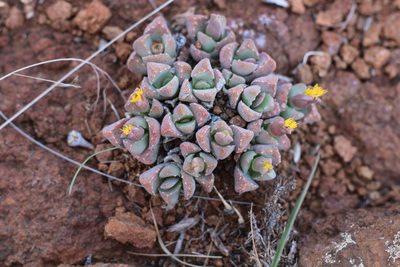 Stomatium braunsii, photographed by Ricus Nel