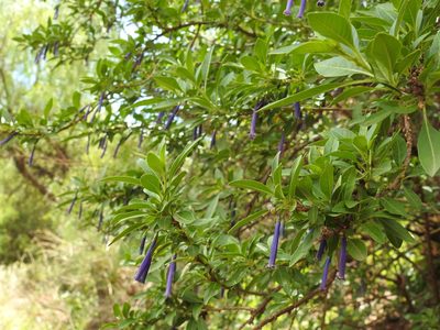 Iochroma cyaneum, photographed by Naturalist Tours