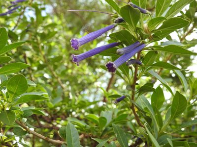 Iochroma cyaneum, photographed by Naturalist Tours