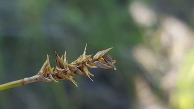 Carex exilis, photographed by Norma Malinowski