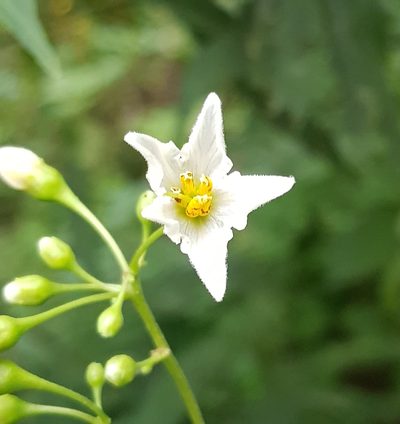 Solanum aligerum, photographed by Eugenio Padilla