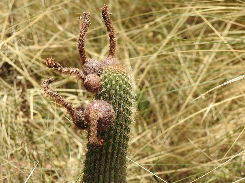 Cleistocactus buchtienii, photographed by Naturalist Tours