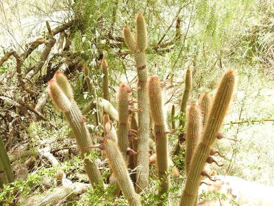 Cleistocactus buchtienii, photographed by Naturalist Tours