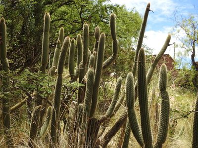 Cleistocactus buchtienii, photographed by Naturalist Tours