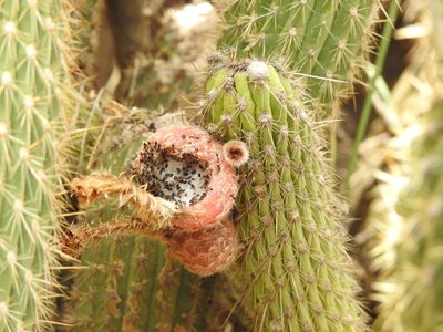 Cleistocactus buchtienii, photographed by Naturalist Tours