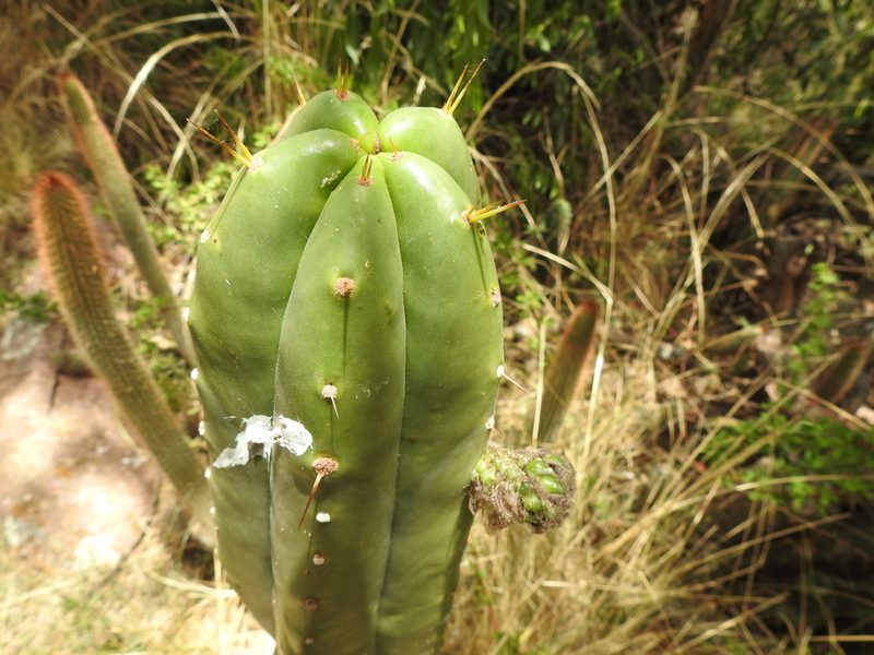 Trichocereus bridgesii, photographed by Naturalist Tours