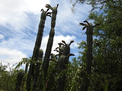 Trichocereus bridgesii, photographed by Naturalist Tours