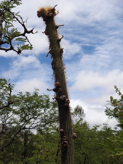 Cleistocactus buchtienii, photographed by Naturalist Tours
