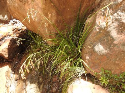 Carex fecunda, photographed by Naturalist Tours