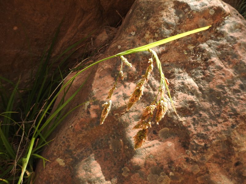 Carex fecunda, photographed by Naturalist Tours