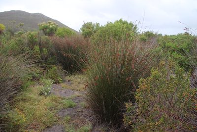 Thamnochortus erectus, photographed by Tony Rebelo