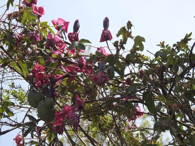Passiflora umbilicata, photographed by Naturalist Tours
