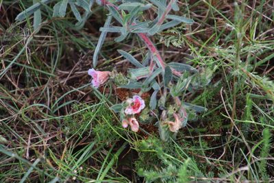 Lobostemon curvifolius, photographed by Tony Rebelo