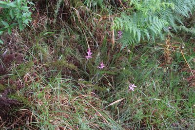 Lachenalia rosea, photographed by Tony Rebelo