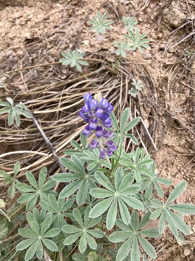 Lupinus hillii, photographed by CK2AZ