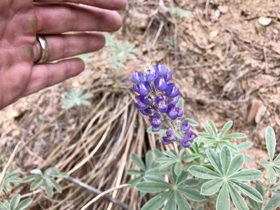 Lupinus hillii, photographed by CK2AZ