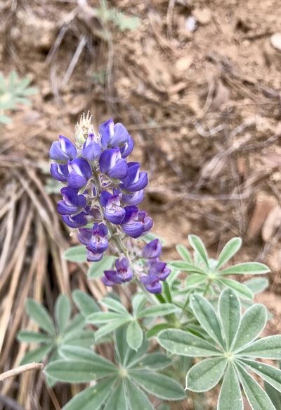 Lupinus hillii, photographed by CK2AZ