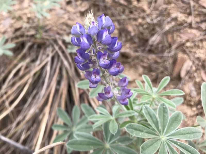 Lupinus hillii, photographed by CK2AZ