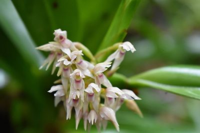 Maxillaria densa, photographed by J Alejandro González Castillo