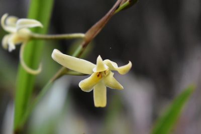 Nidema boothii, photographed by J Alejandro González Castillo