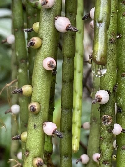 Rhipsalis lindbergiana, photographed by Jean-Paul Boerekamps