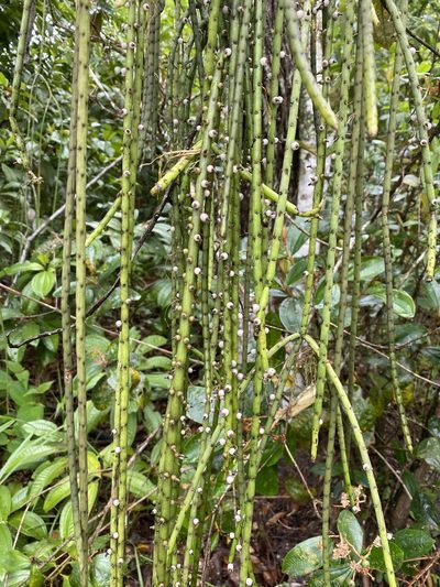 Rhipsalis lindbergiana, photographed by Jean-Paul Boerekamps