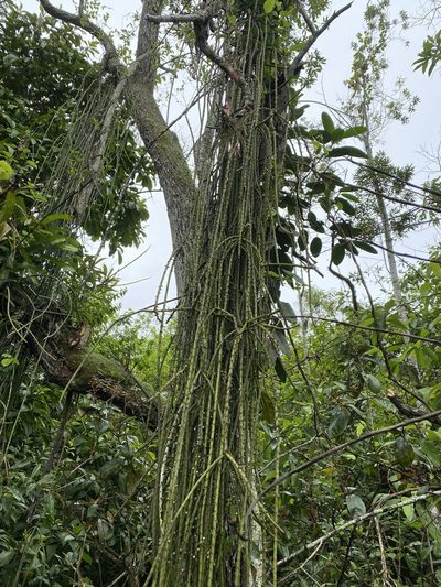 Rhipsalis lindbergiana, photographed by Jean-Paul Boerekamps