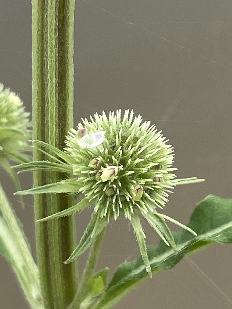 Hyptis multibracteata, photographed by Jean-Paul Boerekamps