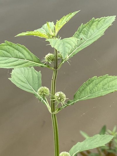 Hyptis multibracteata, photographed by Jean-Paul Boerekamps