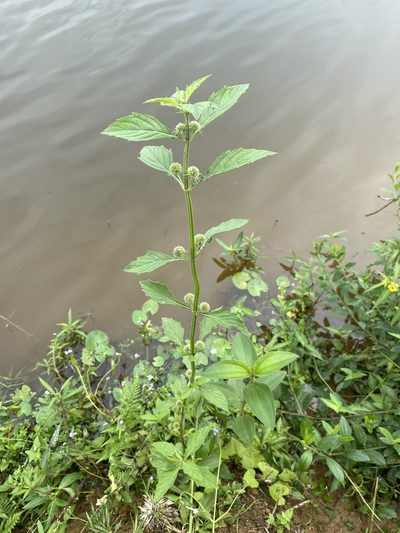 Hyptis multibracteata, photographed by Jean-Paul Boerekamps