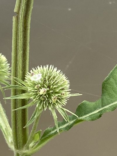 Hyptis multibracteata, photographed by Jean-Paul Boerekamps