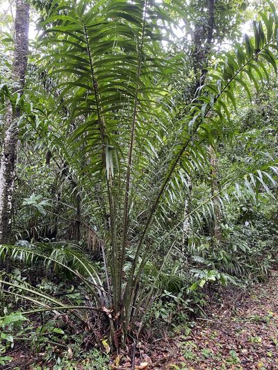 Elaeis guineensis, photographed by Jean-Paul Boerekamps