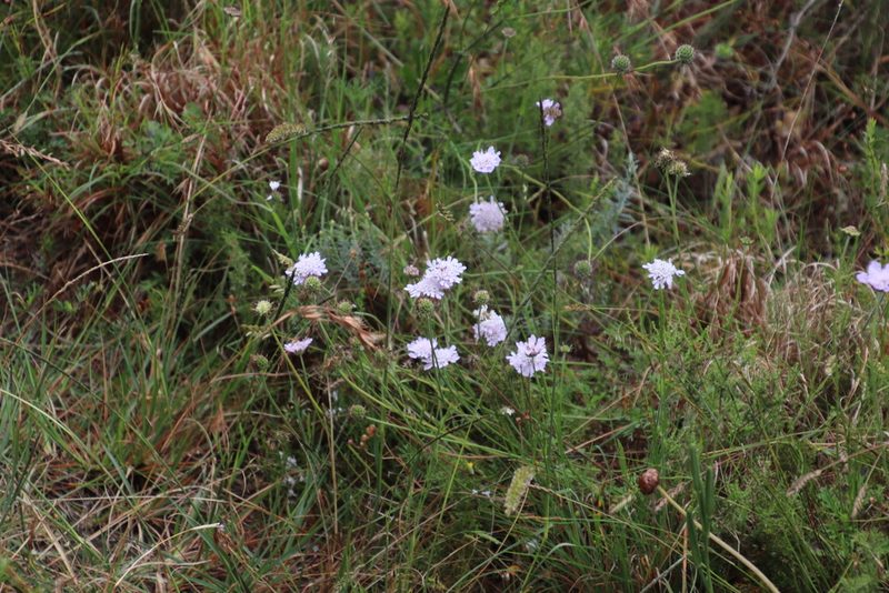 Scabiosa incisa, photographed by Tony Rebelo