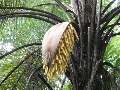 Acrocomia aculeata, photographed by Jean-Paul Boerekamps