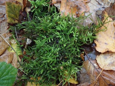 Eurhynchium striatum, photographed by Daniel Cahen